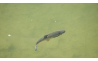  <span style='color:#000000'>Slovenský raj/ Słowacki Raj<br />Довелось нам и искупаться в этом озере: вода холодная, а рыбка эта приблизительно 30 см в длину.</span>